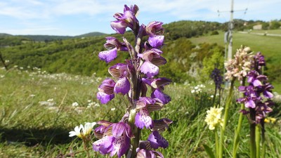 70orchis morio