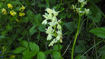 71orchis provincialis