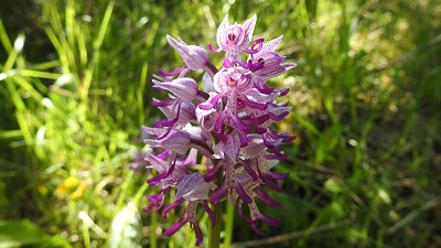 73orchis simia