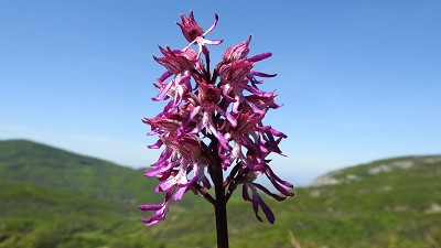 75orchis simia x purpurea