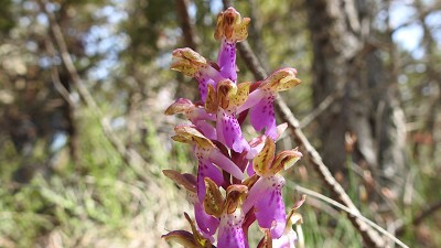 76orchis spitzeli