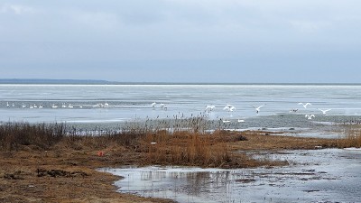 Saaremaa