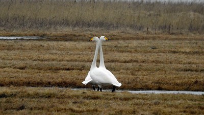 Singschwan