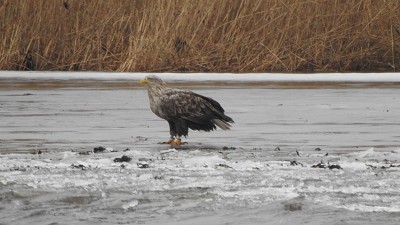 Seeadler