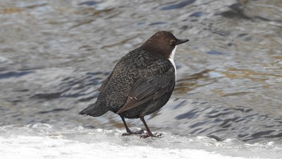 Wasseramsel