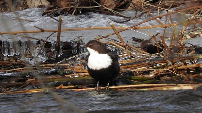 Wasseramsel