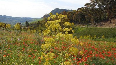 06riesenfenchel