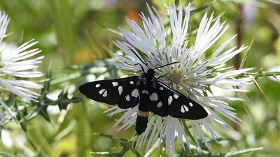 19weissfleckwidderchen