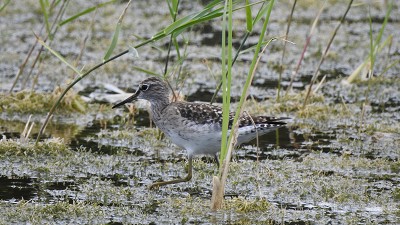 25bruchwasserlaeufer