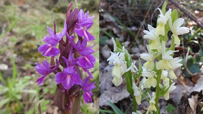 29dactylorhiza romana