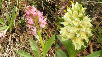 31dactylorhiza sambucina