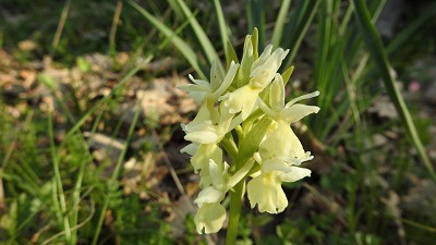 Dactylorhiza romana ssp makusii