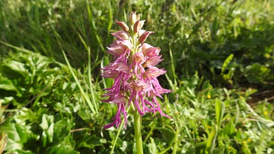 Aceras anthropophorum x orchis italica