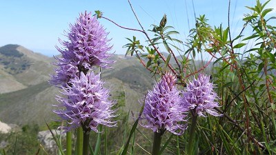 36orchis italica