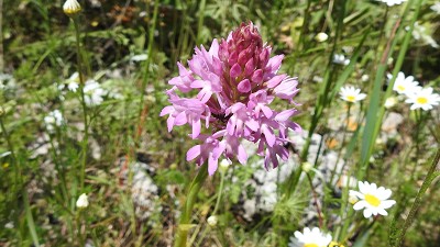 37anacamptis_pyramidales