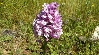 38orchis tridentata