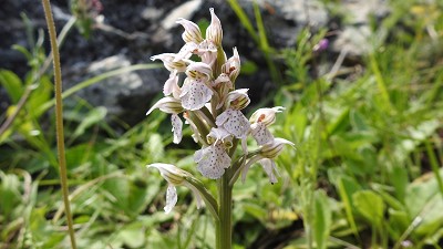 39orchis lactea