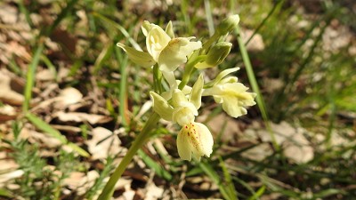 40orchis provincialis