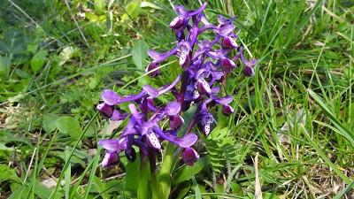 41orchis longicornu