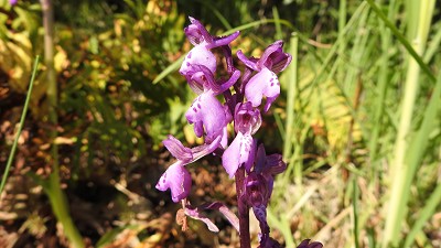 42orchis morio