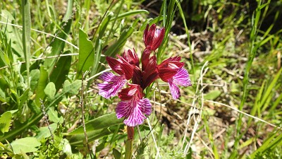 Orchis papilionacea ssp grandiflora