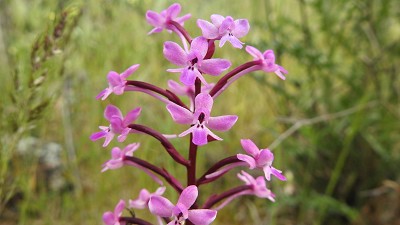 44orchis brancifortii