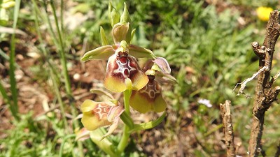 47ophrys biancae