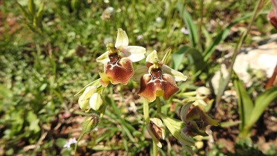 48ophrys biancae x oxyrrhynchos