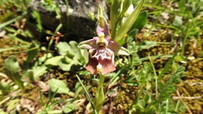 49ophrys calliantha