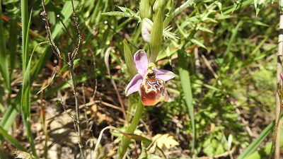 50ophrys calliantha x oxyrrhynchos