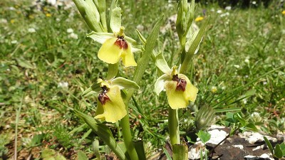 51ophrys lacaitae