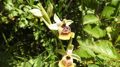 Ophrys lacaitae x biancae