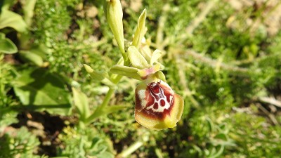 53ophrys oxyrrhynchos