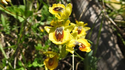 55ophrys lutea