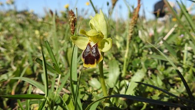 56ophrys lutea ssp laurensis