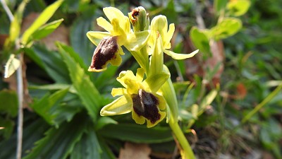 57ophrys sicula