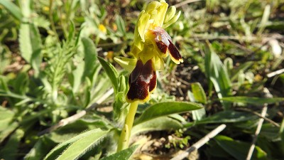 58ophrys calocaerina