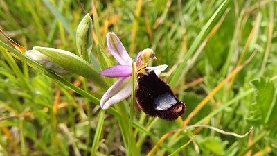 59ophrys bertolonii