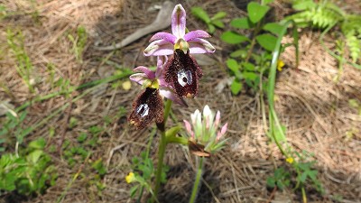 Ophrys bertolonii ssp explanata