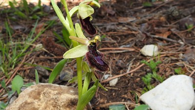 Ophrys bertolonii x exaltata