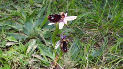Ophrys bertolonii x explanata