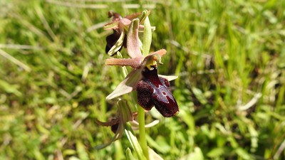 Ophrys bertolonii x panormitana