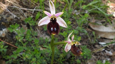 64ophrys explanata x tenthredinifera