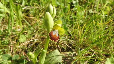 65ophrys flammeola