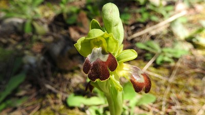 66ophrys fusca ssp gackiae