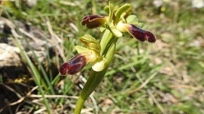 67ophrys fusca ssp obaesa