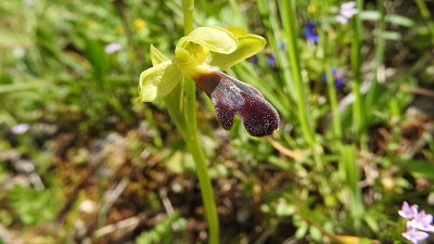 68ophrys mirabilis