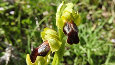 69ophrys sabulosa