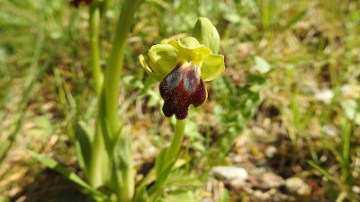 70ophrys sabulosa x flammeola