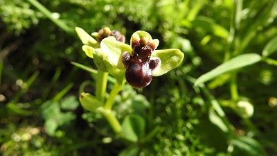 71ophrys bombiliflora